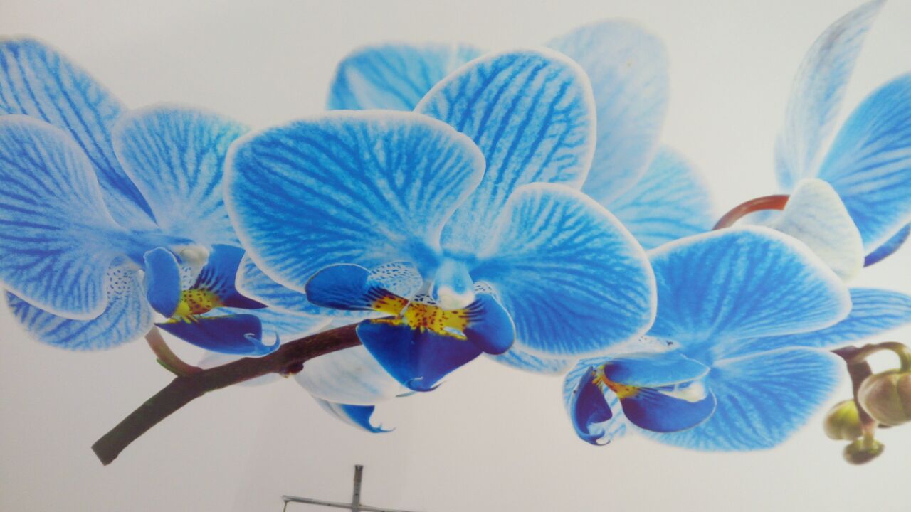 Натяжной потолок с фотопечатью орхидея